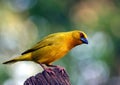 Yellow Weaver Bird