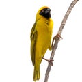 Yellow Weaver bird on tree isolated