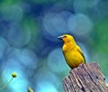 Yellow Weaver & Flower