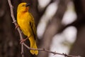 Yellow Weaver