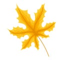 yellow webbed leaf