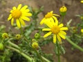 Yellow weed, Eastern Groundsel Senecio vernalis Royalty Free Stock Photo