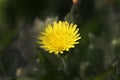 Yellow weed flower