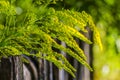 Yellow weed flowers near a wooden fence Royalty Free Stock Photo