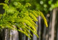 Yellow weed flowers near a wooden fence Royalty Free Stock Photo