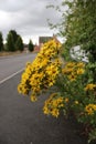 Yellow weed, tansy ragwort scientific name senecio jacobaea