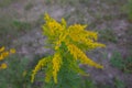 Goldenrod flower