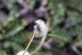 Yellow weeds seeds instead of snow in my garden in januar