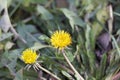 Yellow weeds instead of snow in my garden in januar