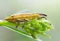 Yellow weevil beetle (Curculionidae)