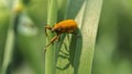 Yellow weevil on the grass covered in pollen Royalty Free Stock Photo