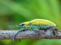 The Yellow Weevil