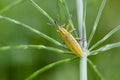 Yellow weevil