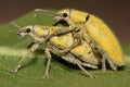 Yellow Weevil Mating