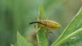 Yellow weevil sits on the grass, selective focus image