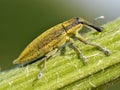 Yellow weevil on stalk