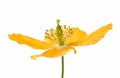 Yellow or Welsh Poppy