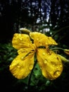 Welsh Poppy In The English Rain Royalty Free Stock Photo