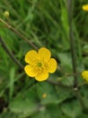 Yellow Western Buttercup Flower found bloomed at the side of the Road