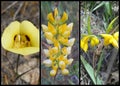 Yellow Western U.S. Wildflowers Collage Royalty Free Stock Photo