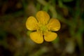 Yellow Western Wallflower Blossom