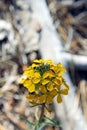 Yellow Western Wallflower, Erysimum capitatum Royalty Free Stock Photo