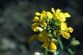 Yellow Western Wallflower, Erysimum capitatum Royalty Free Stock Photo