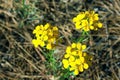 Yellow Western Wallflower, Erysimum capitatum Royalty Free Stock Photo