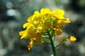 Yellow Western Wallflower, Erysimum capitatum Royalty Free Stock Photo