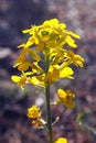 Yellow Western Wallflower, Erysimum capitatum Royalty Free Stock Photo