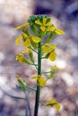 Yellow Western Wallflower, Erysimum capitatum