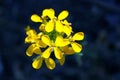 Yellow Western Wallflower, Erysimum capitatum Royalty Free Stock Photo