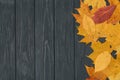 Yellow wet autumn leaves on the background a dark old wood Royalty Free Stock Photo