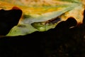 yellow wet leaf autumn Royalty Free Stock Photo