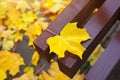 Yellow wet maple leaf on the wooden bench = Royalty Free Stock Photo