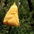 Yellow wet tulip close up Royalty Free Stock Photo