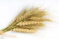 Yellow wheat bundle on white background Royalty Free Stock Photo