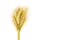 Yellow wheat bundle on white background Royalty Free Stock Photo