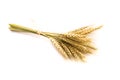 Yellow wheat bundle on white background Royalty Free Stock Photo