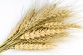 Yellow wheat bundle on white background Royalty Free Stock Photo