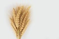 Yellow wheat bundle on white background