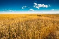 Yellow Wheat Ears Field On Blue Sunny Sky Royalty Free Stock Photo