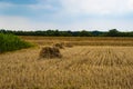 Yellow Wheat Ears Field On Blue Sunny Sky Background. Rich Harvest Wheat Field Fresh Crop Of Wheat Royalty Free Stock Photo