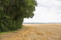 Yellow Wheat Ears Field On Blue Sunny Sky Background. Rich Harvest Wheat Field Fresh Crop Of Wheat Royalty Free Stock Photo