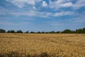 Yellow Wheat Ears Field On Blue Sunny Sky Background. Rich Harvest Wheat Field Fresh Crop Of Wheat Royalty Free Stock Photo