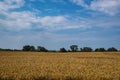 Yellow Wheat Ears Field On Blue Sunny Sky Background. Rich Harvest Wheat Field Fresh Crop Of Wheat Royalty Free Stock Photo