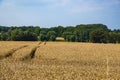 Yellow Wheat Ears Field On Blue Sunny Sky Background. Rich Harvest Wheat Field Fresh Crop Of Wheat Royalty Free Stock Photo