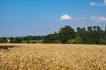 Yellow Wheat Ears Field On Blue Sunny Sky Background. Rich Harvest Wheat Field Fresh Crop Of Wheat Royalty Free Stock Photo