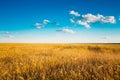 Yellow Wheat Ears Field On Blue Sunny Sky Royalty Free Stock Photo