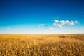 Yellow Wheat Ears Field On Blue Sunny Sky Royalty Free Stock Photo